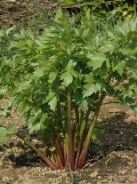 https://upload.wikimedia.org/wikipedia/commons/thumb/e/ed/Levisticum_officinale-planto.jpg/266px-Levisticum_officinale-planto.jpg